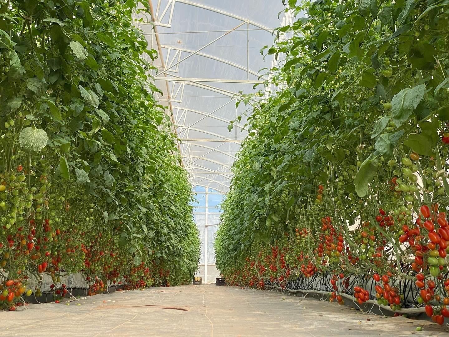 Cherry tomato corridor inside HidroBio greenhouse