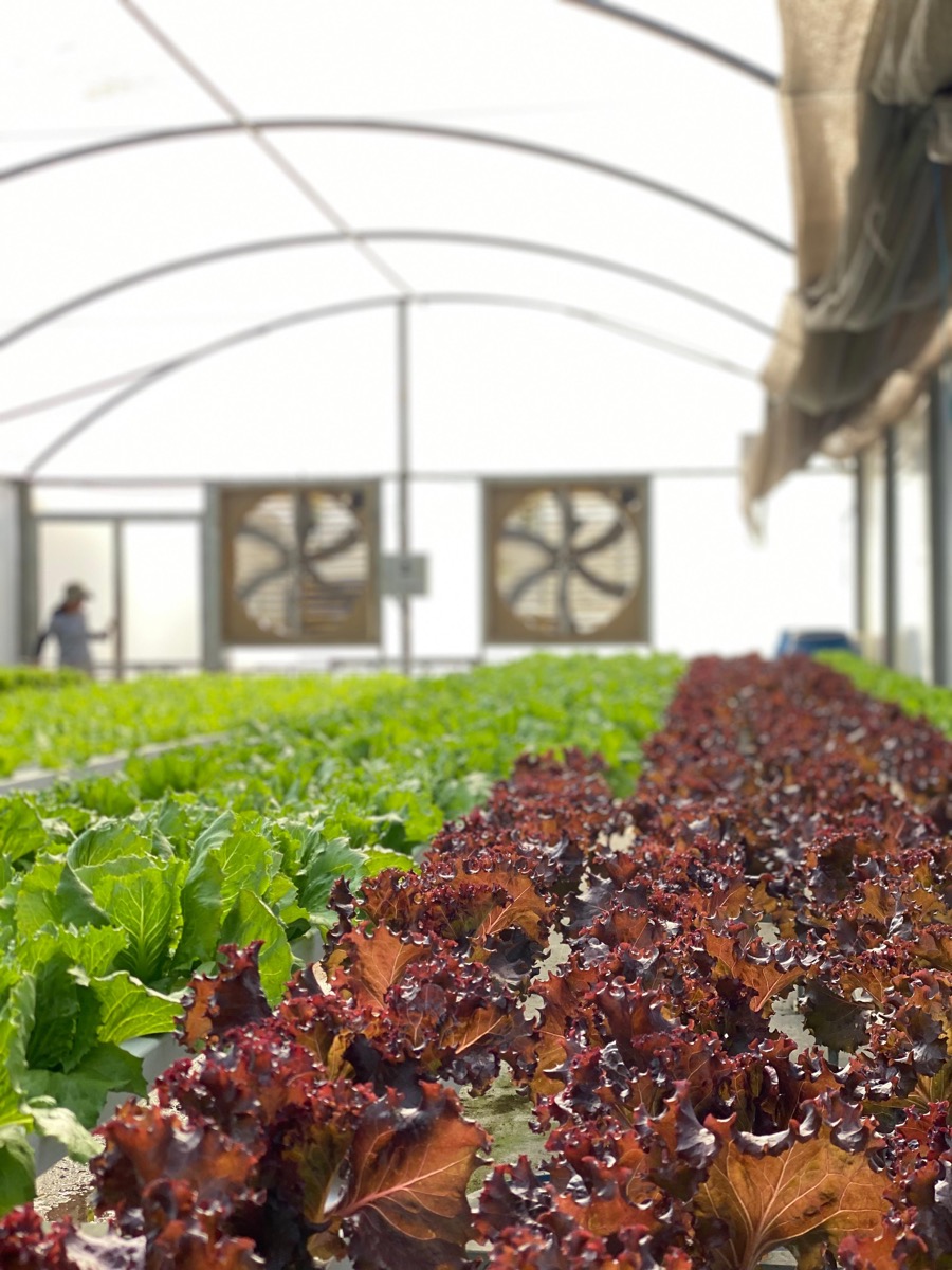 Multiple lettuce varieties growing in HidroBio greenhouse with ventilation