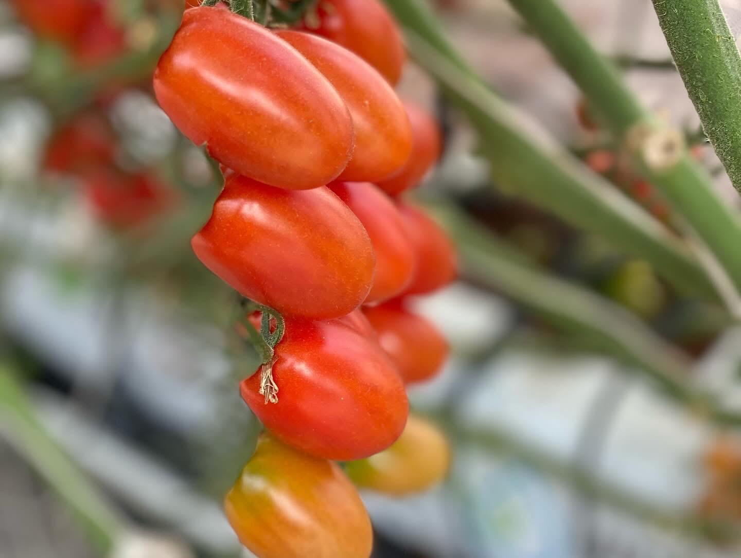 Close-up of premium perita tomatoes grown at HidroBio