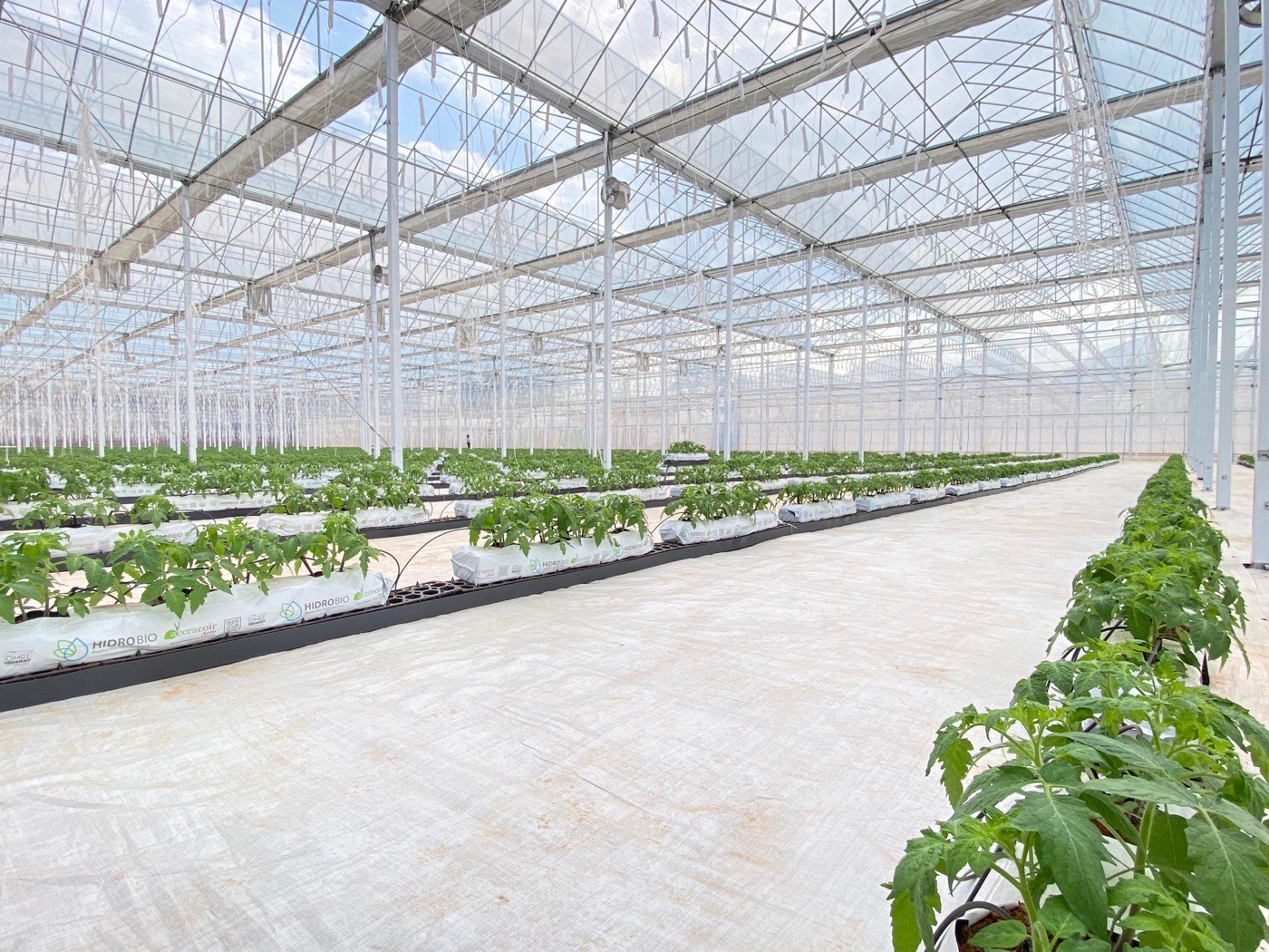 Inside the high-tech steel greenhouse — young tomato plants growing on coco coir substrates with automated drip irrigation